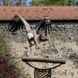 Falknerei_Ronneburg_2011-09-24_09