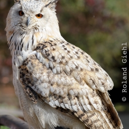Falknerei_Ronneburg_2011-09-24_04