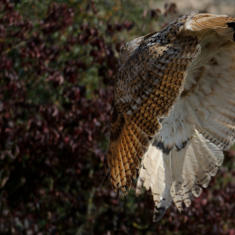 Falknerei_Ronneburg_2011-09-24_06
