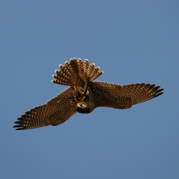 Falknerei_Ronneburg_2011-09-24_23