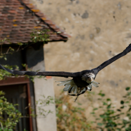 Falknerei_Ronneburg_2011-09-24_07