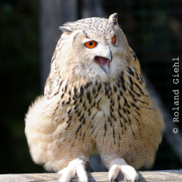 Falknerei_Ronneburg_2011-09-24_01