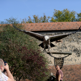 Falknerei_Ronneburg_2011-09-24_10