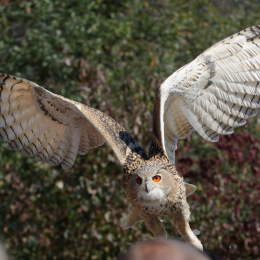 Falknerei_Ronneburg_2011-09-24_03