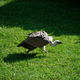 Falknerei_Ronneburg_2011-09-24_13