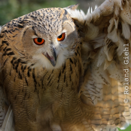 Falknerei_Ronneburg_2011-09-24_02