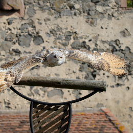 Falknerei_Ronneburg_2011-09-24_05