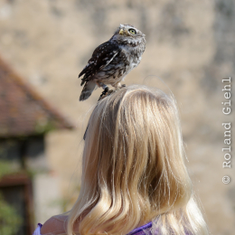 Falknerei_Ronneburg_2011-09-24_19