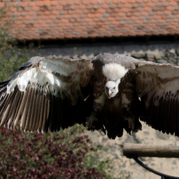 Falknerei_Ronneburg_2011-09-24_11