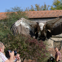 Falknerei_Ronneburg_2011-09-24_12