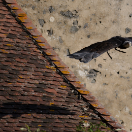 Falknerei_Ronneburg_2011-09-24_08