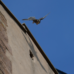 Falknerei_Ronneburg_2011-09-24_22