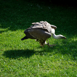 Falknerei_Ronneburg_2011-09-24_15