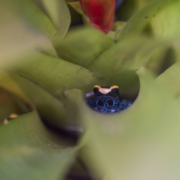 schloss_sayn_20150308_022