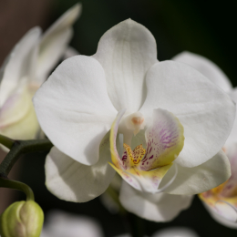 schloss_sayn_20150308_006