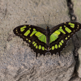 schloss_sayn_20150308_004