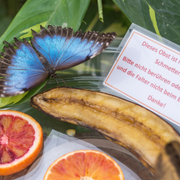 schloss_sayn_20150308_033