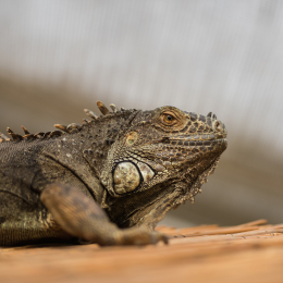 schloss_sayn_20150308_017