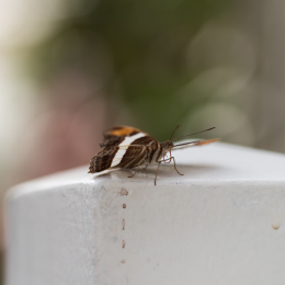 schloss_sayn_20150308_010