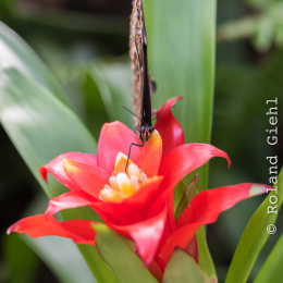 schloss_sayn_20150308_005