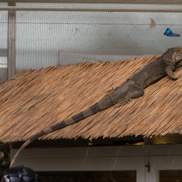 schloss_sayn_20150308_014