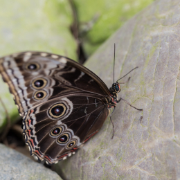 schloss_sayn_20150308_026