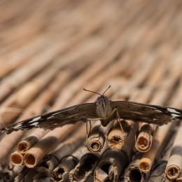 schloss_sayn_20150308_013