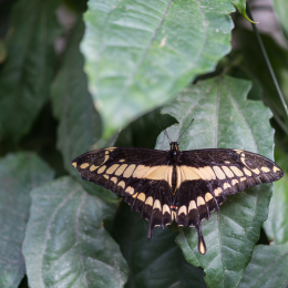 schloss_sayn_20150308_019