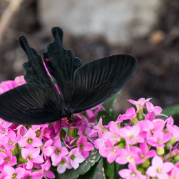 schloss_sayn_20150308_009