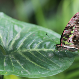 schloss_sayn_20150308_011