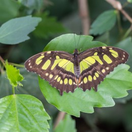 schloss_sayn_20150308_032