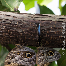 schloss_sayn_20150308_002