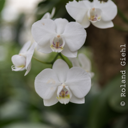 schloss_sayn_20150308_031