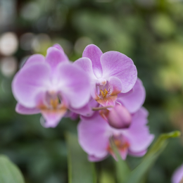 schloss_sayn_20150308_027