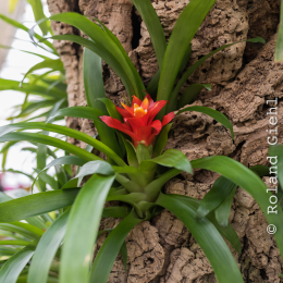 schloss_sayn_20150308_030