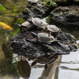 schloss_sayn_20150308_018