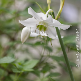 schloss_sayn_20150308_020