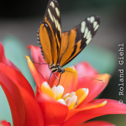 schloss_sayn_20150308_007