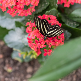 schloss_sayn_20150308_021