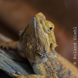 schloss_sayn_20150308_024