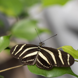 schloss_sayn_20150308_016