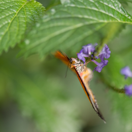 schloss_sayn__20160327_009