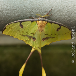 schloss_sayn__20160327_018