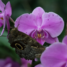 schloss_sayn__20160327_022