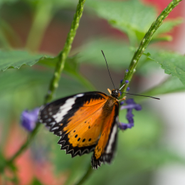 schloss_sayn__20160327_012