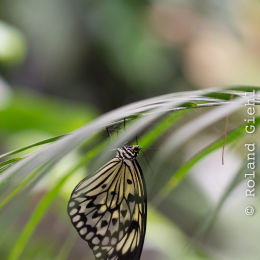 schloss_sayn__20160327_001