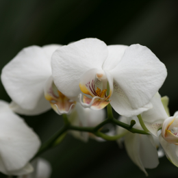 schloss_sayn__20160327_007