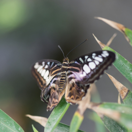 schloss_sayn__20160327_006