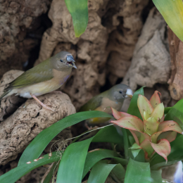 schloss_sayn__20160327_025