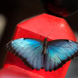 schloss_sayn__20160327_017